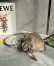 Loewe Mini Flamenco Clutch Bag in Sand Nappa Calfskin